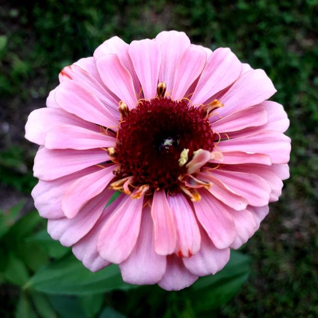  - AAAA__CARCIUMARESE 2015_2017_2018_2019