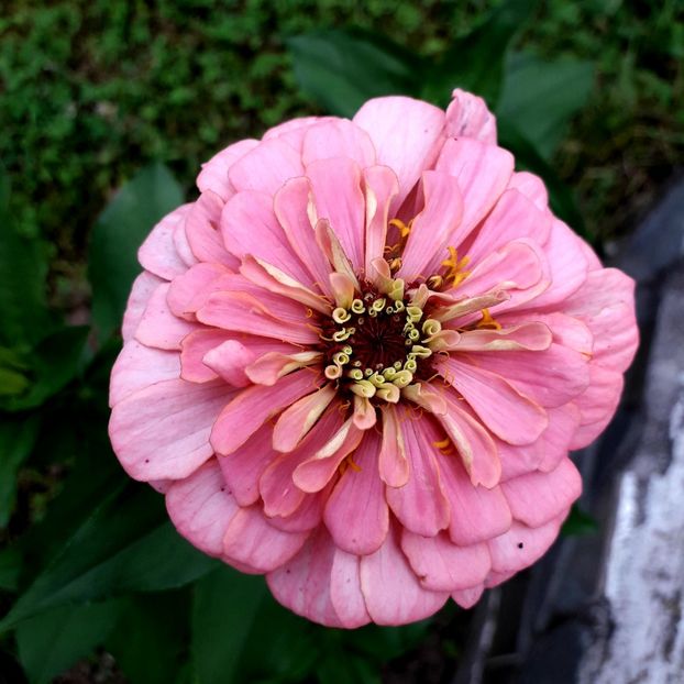  - AAAA__CARCIUMARESE 2015_2017_2018_2019