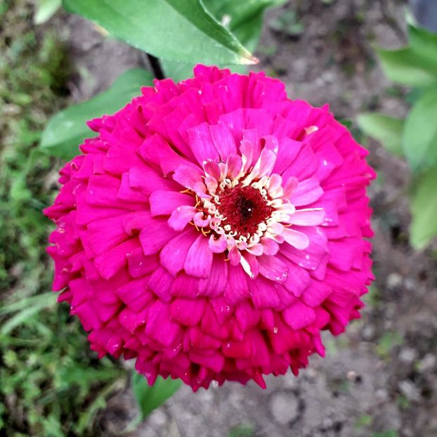  - AAAA__CARCIUMARESE 2015_2017_2018_2019