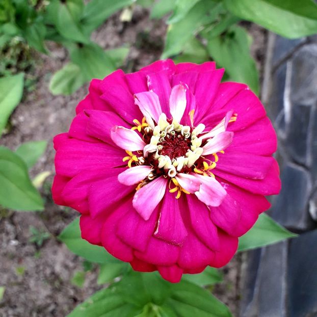  - AAAA__CARCIUMARESE 2015_2017_2018_2019