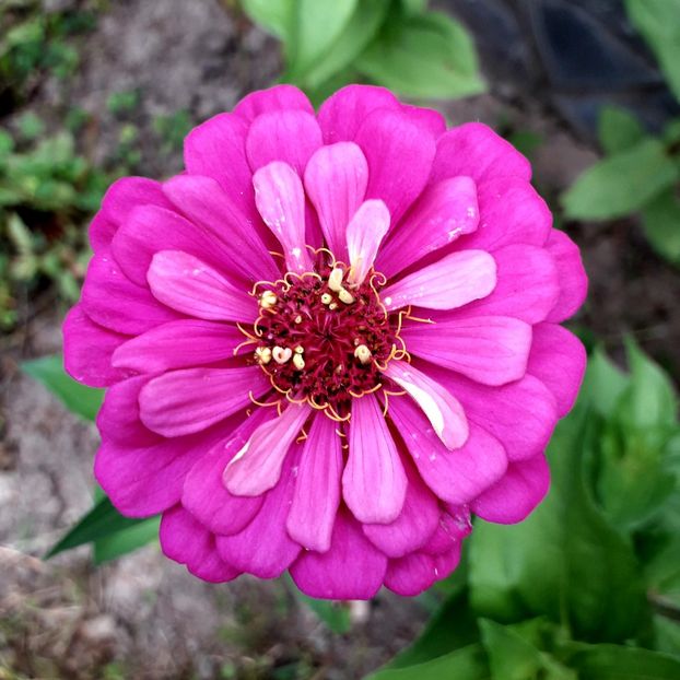  - AAAA__CARCIUMARESE 2015_2017_2018_2019