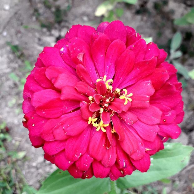  - AAAA__CARCIUMARESE 2015_2017_2018_2019