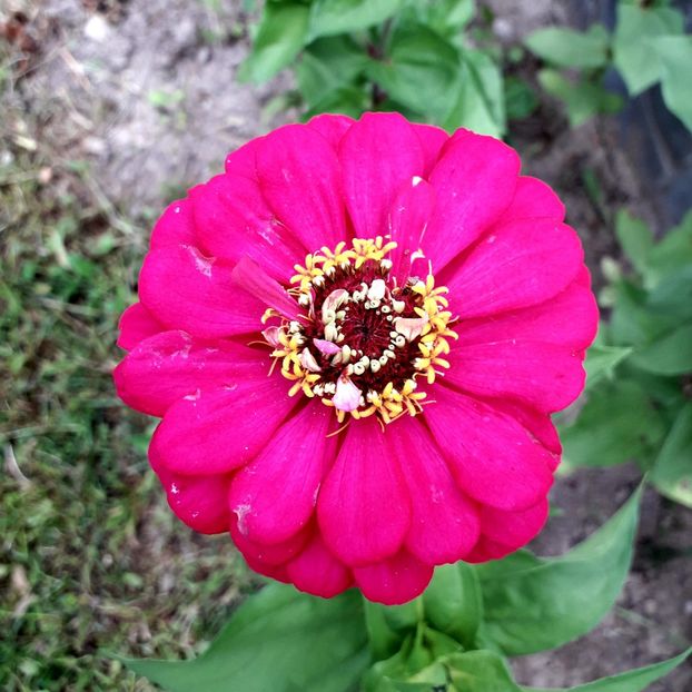  - AAAA__CARCIUMARESE 2015_2017_2018_2019