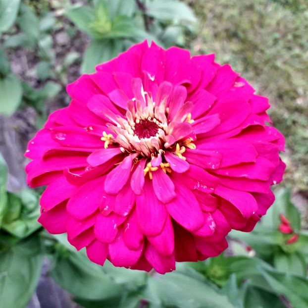  - AAAA__CARCIUMARESE 2015_2017_2018_2019