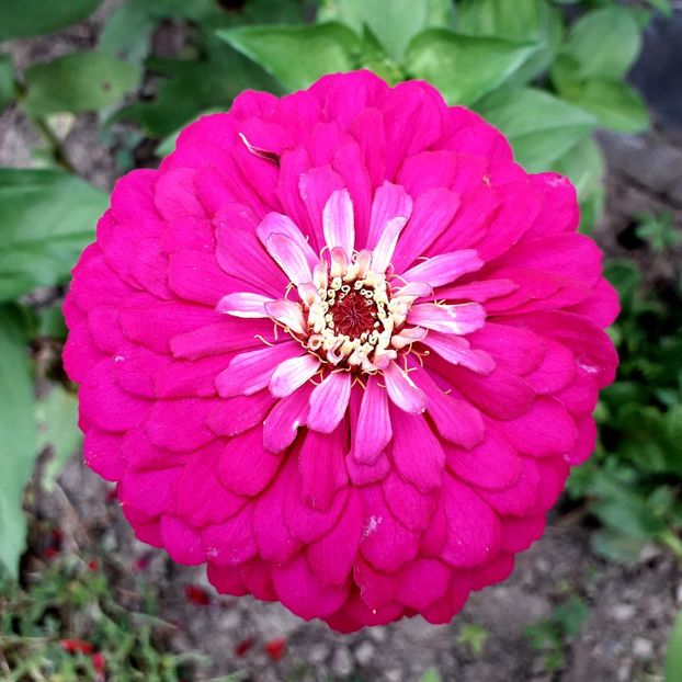  - AAAA__CARCIUMARESE 2015_2017_2018_2019