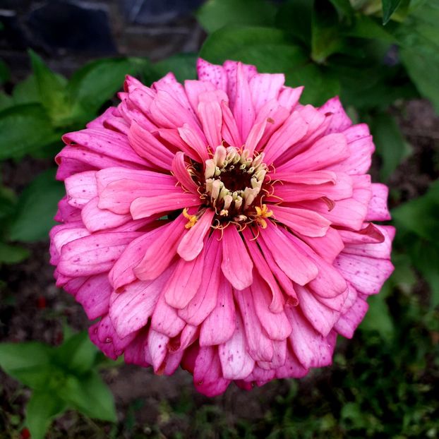  - AAAA__CARCIUMARESE 2015_2017_2018_2019