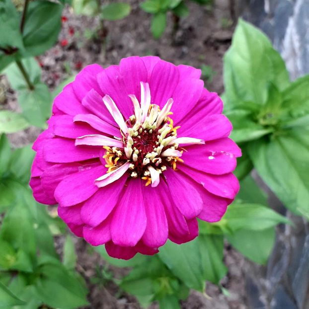  - AAAA__CARCIUMARESE 2015_2017_2018_2019