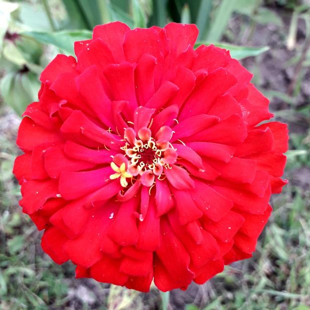  - AAAA__CARCIUMARESE 2015_2017_2018_2019