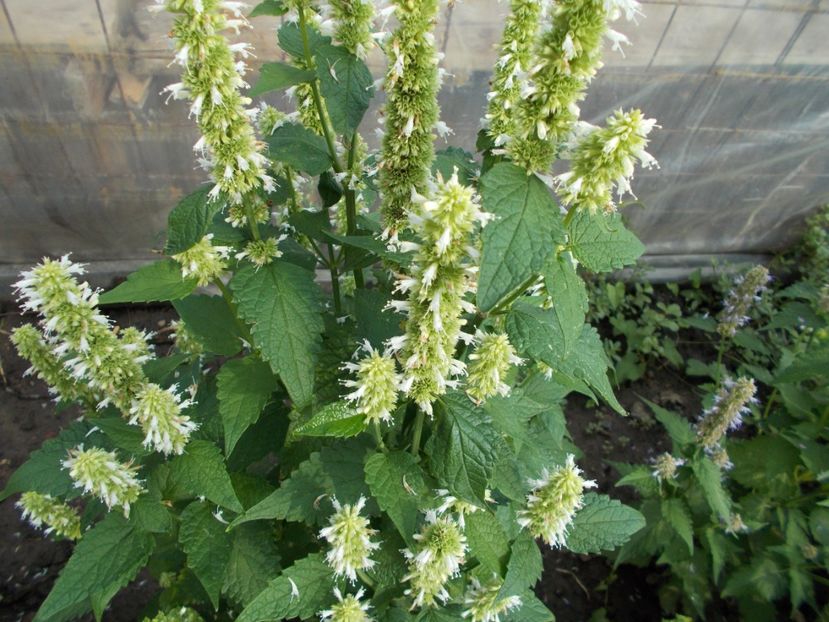  - SEMINTE AGASTACHE FOENICULUM ALB - D 30