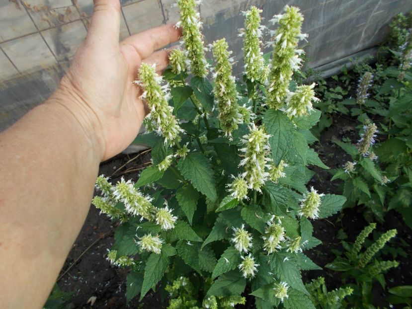  - SEMINTE AGASTACHE FOENICULUM ALB - D 30