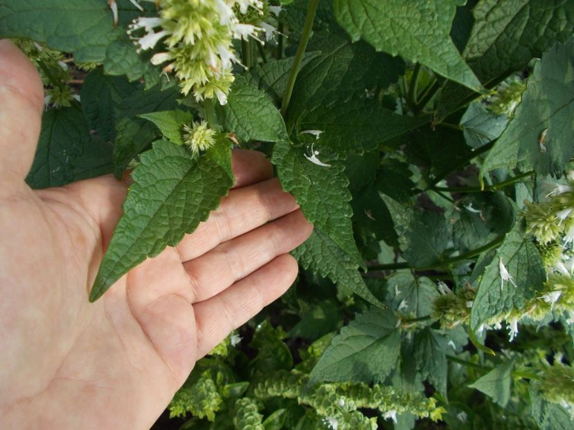  - SEMINTE AGASTACHE FOENICULUM ALB - D 30