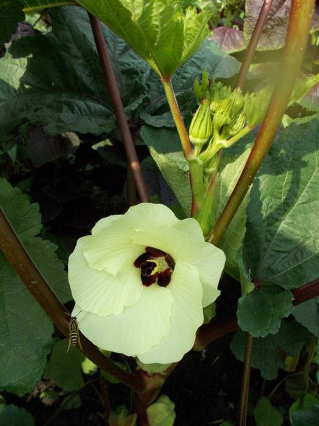  - SEMINTE BAME - D 128 HILL COUNTRY HEIRLOOM RED OKRA