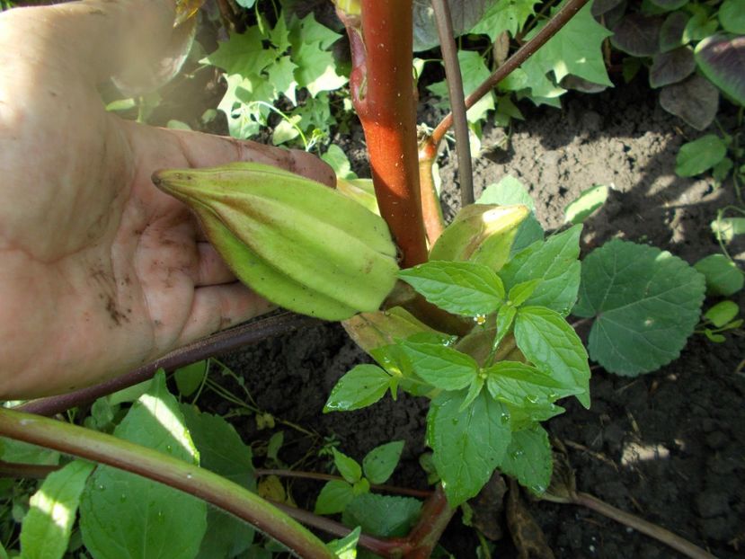  - SEMINTE BAME - D 128 HILL COUNTRY HEIRLOOM RED OKRA