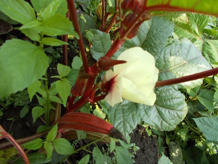  - SEMINTE BAME - D 130 JING ORANGE OKRA