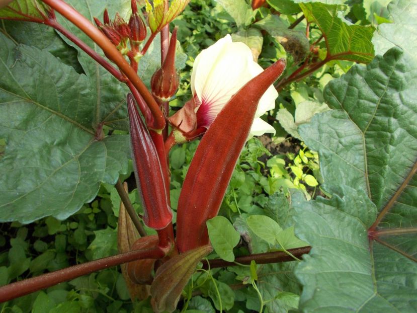  - SEMINTE BAME - D 130 JING ORANGE OKRA