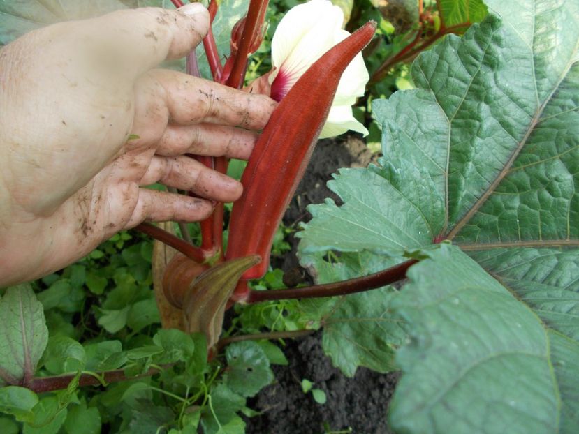  - SEMINTE BAME - D 130 JING ORANGE OKRA