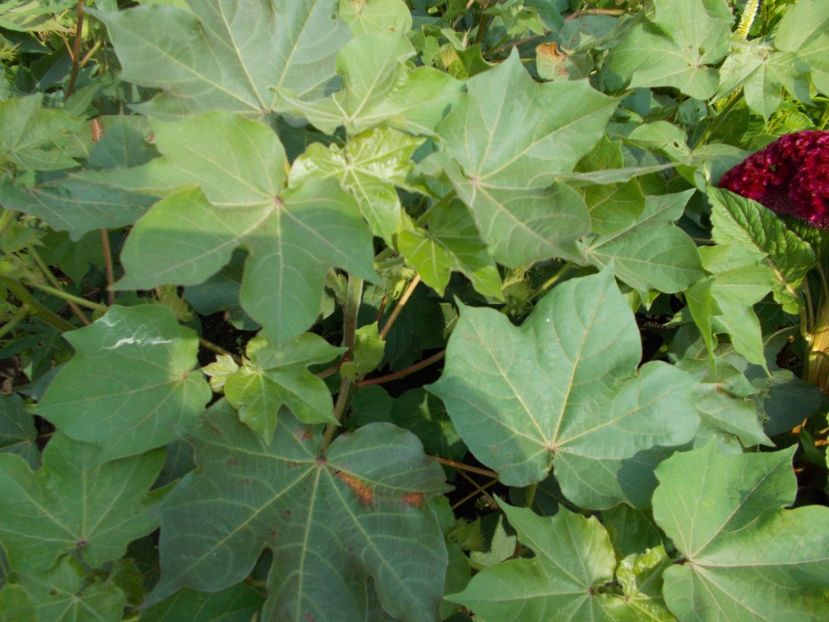  - Z SEMINTE BUMBAC ALB