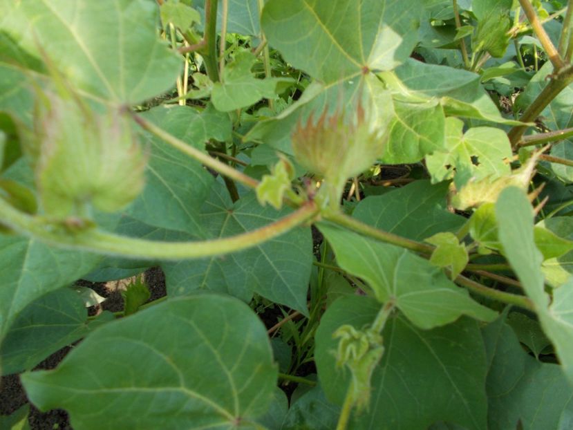  - Z SEMINTE BUMBAC ALB