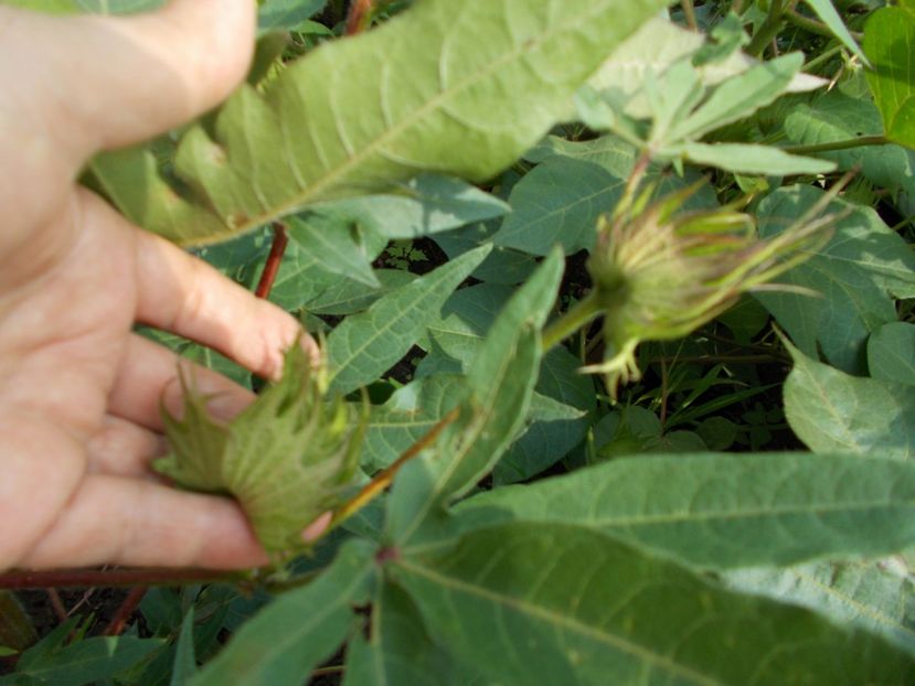  - Z SEMINTE BUMBAC MARON - SEA ISLAND BROWN COTTON