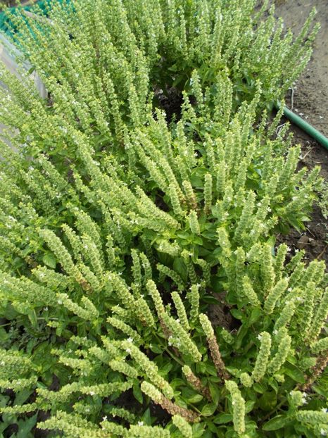  - SEMINTE BUSUIOC - D 119 MAMMOTH