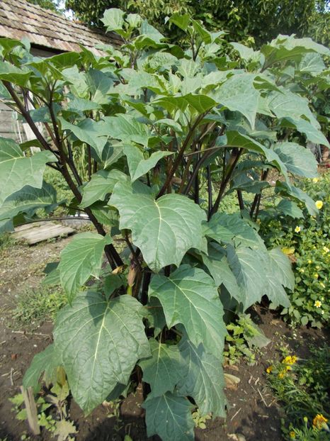  - SEMINTE DATURA - D 33 DATURA DEVILS TRUMPET