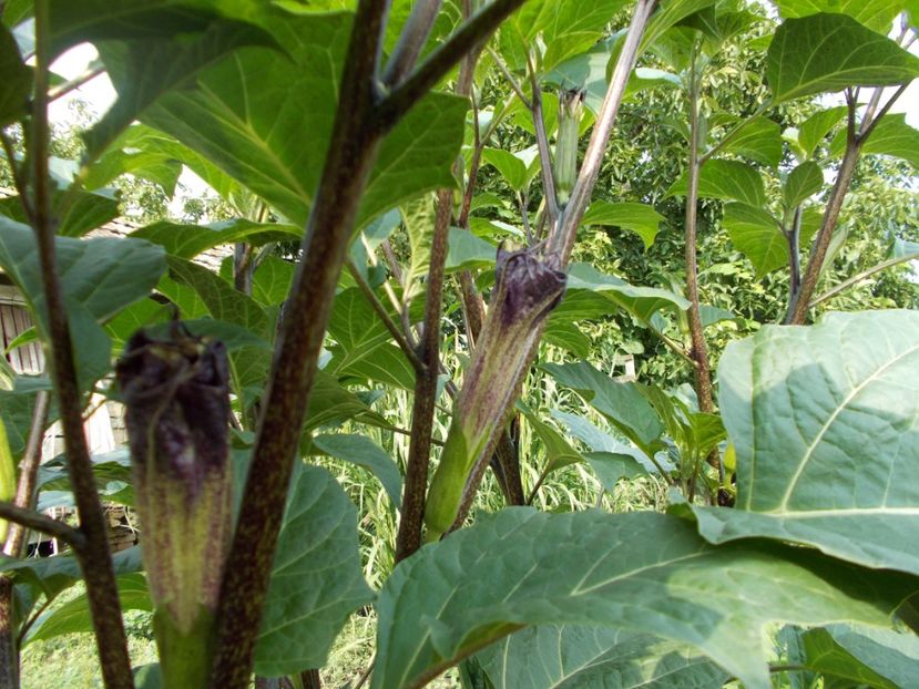  - SEMINTE DATURA - D 33 DATURA DEVILS TRUMPET