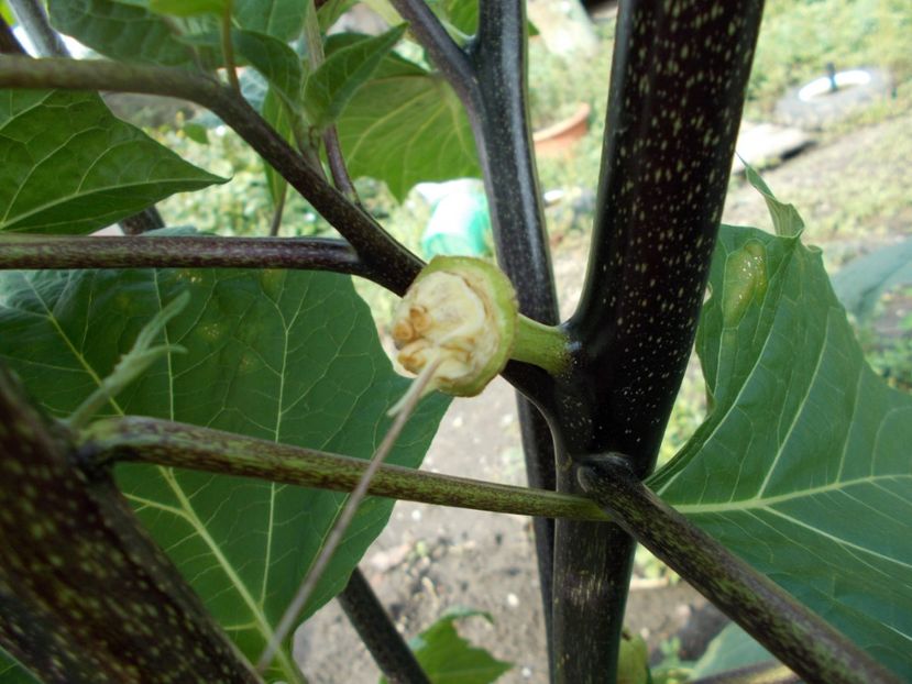  - SEMINTE DATURA - D 33 DATURA DEVILS TRUMPET