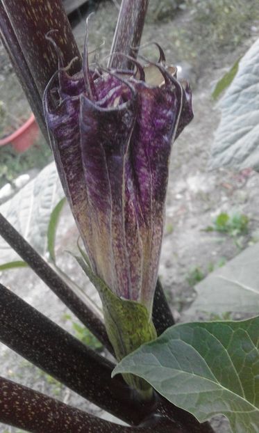  - SEMINTE DATURA - D 33 DATURA DEVILS TRUMPET