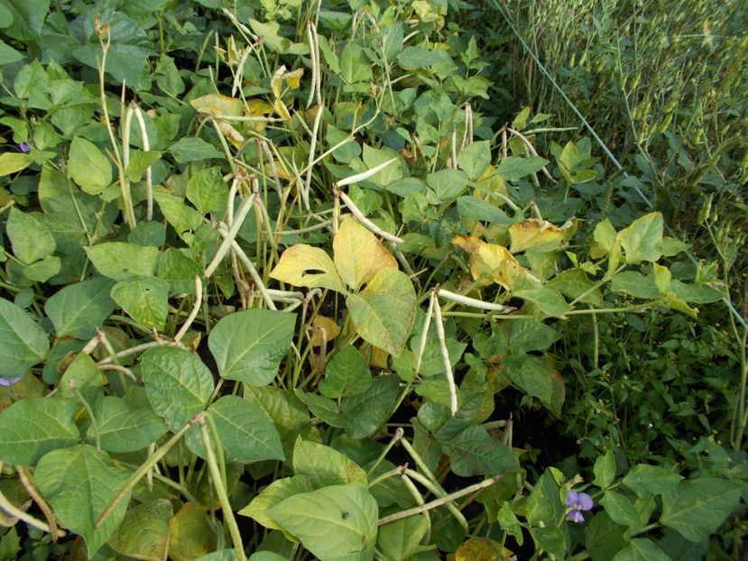  - SEMINTE FASOLE - D 116 GUARIJIO MUNI CAFE COWPEA