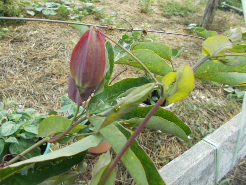  - Z SEMINTE PASSIFLORA -