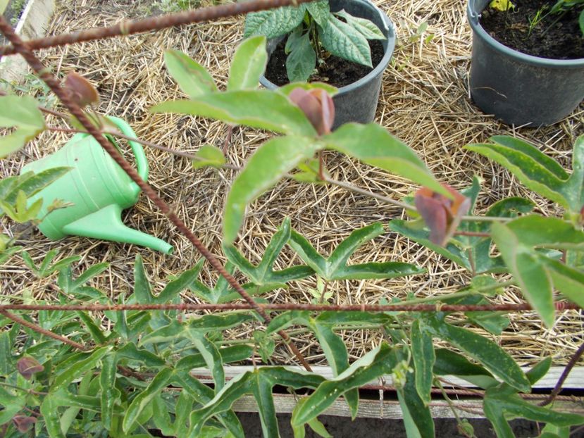  - Z SEMINTE PASSIFLORA -