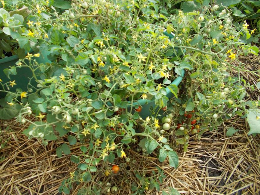  - SEMINTE ROSII - T 387 - 100 and 1000 - curgatoare