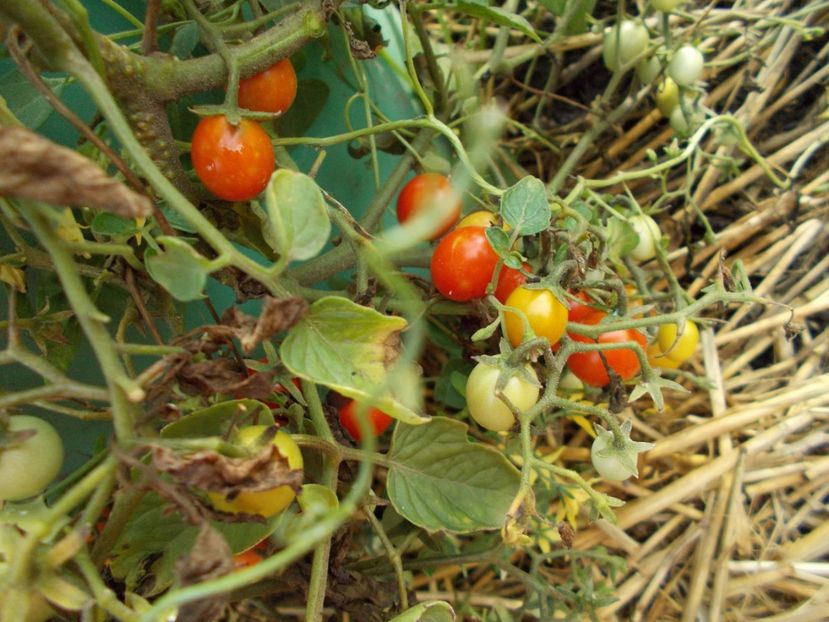  - SEMINTE ROSII - T 387 - 100 and 1000 - curgatoare