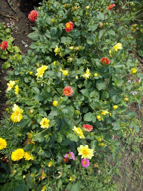  - SEMINTE DAHLIA - D 102 POMPON MIX