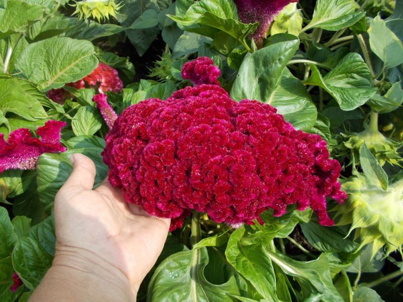  - SEMINTE CREASTA COCOSULUI - D 113 CELOSIA ARGENTEA VAR CRISTATA