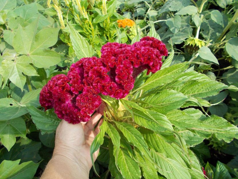  - SEMINTE CREASTA COCOSULUI - D 113 CELOSIA ARGENTEA VAR CRISTATA