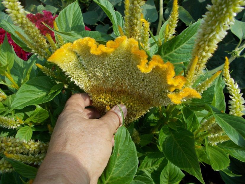  - SEMINTE CREASTA COCOSULUI - D 113 CELOSIA ARGENTEA VAR CRISTATA