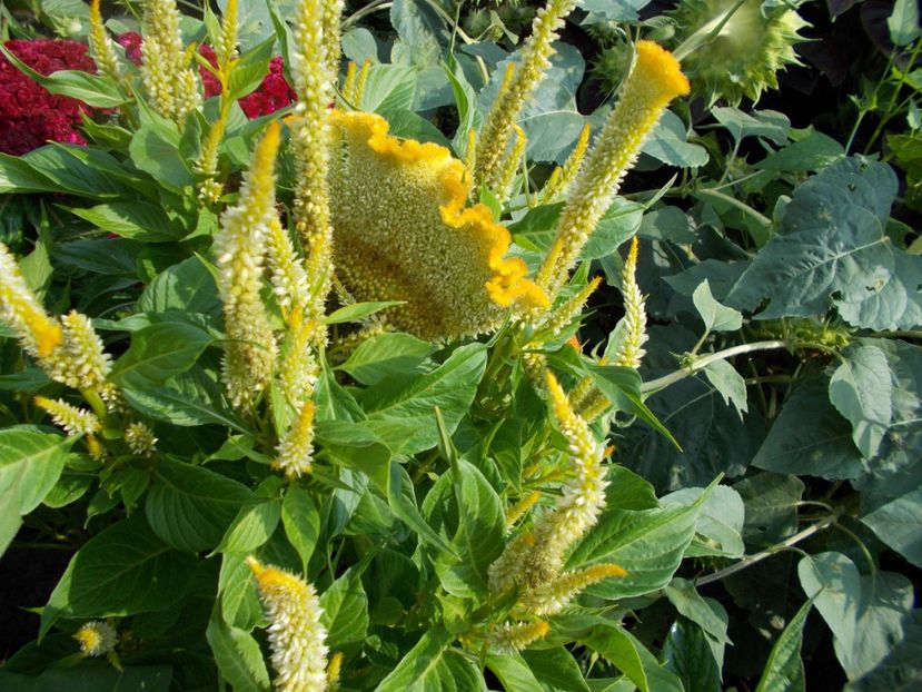  - SEMINTE CREASTA COCOSULUI - D 113 CELOSIA ARGENTEA VAR CRISTATA