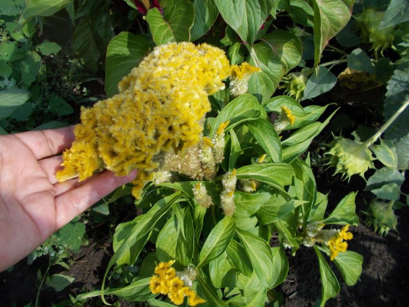  - SEMINTE CREASTA COCOSULUI - D 113 CELOSIA ARGENTEA VAR CRISTATA