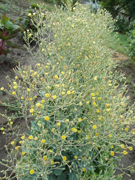  - SEMINTE SALATA - D114 SYRIAN LETTUCE