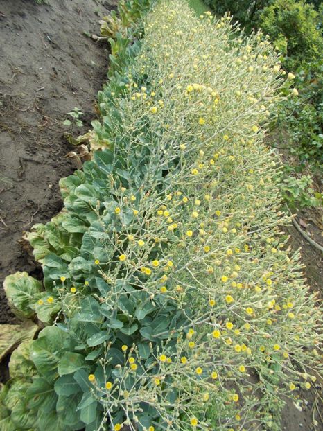  - SEMINTE SALATA - D114 SYRIAN LETTUCE