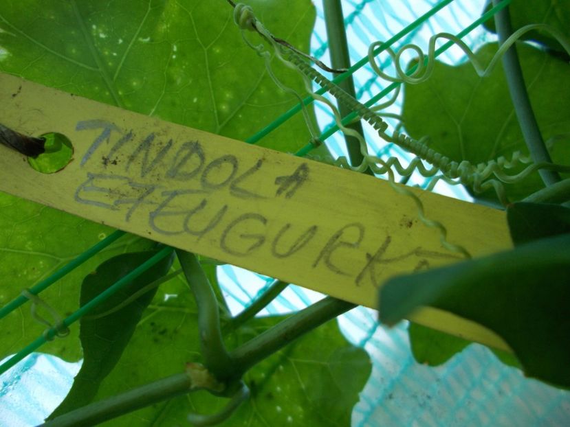  - Z SEMINTE CASTRAVETI - TINDOLA - COCCINIA GRANDIS - D