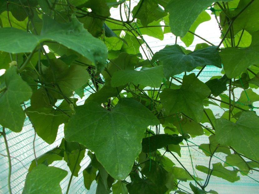  - Z SEMINTE CASTRAVETI - TINDOLA - COCCINIA GRANDIS - D