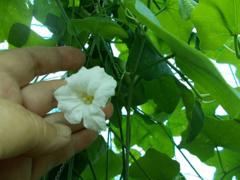  - Z SEMINTE CASTRAVETI - TINDOLA - COCCINIA GRANDIS - D