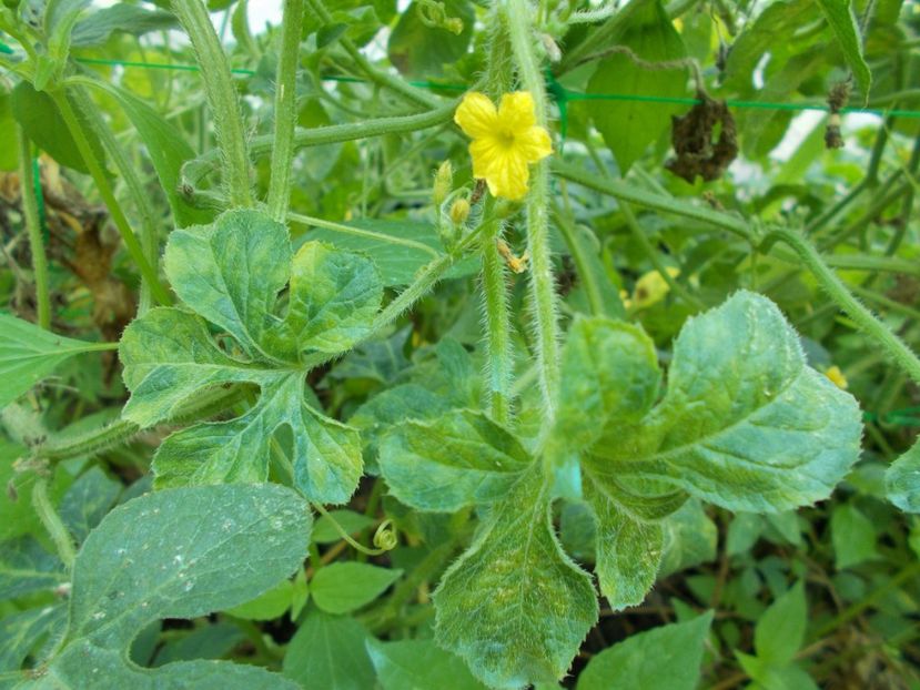  - SEMINTE CASTRAVETI - ZAMBIAN CUCUMBER