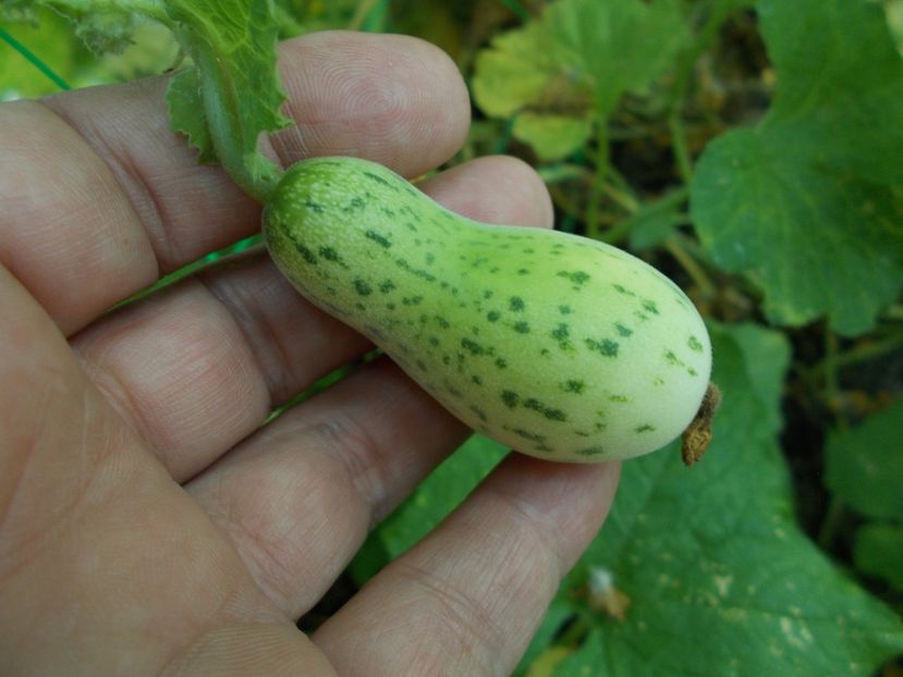  - SEMINTE CASTRAVETI - D 122 KACHRI CUCUMBER
