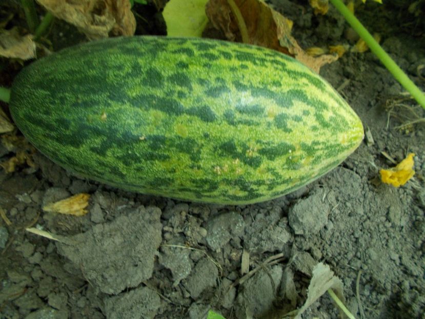  - SEMINTE CASTRAVETI - D 122 KACHRI CUCUMBER