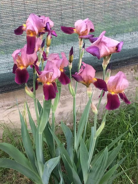 Indian Chief- 5 - Irisi disponibili