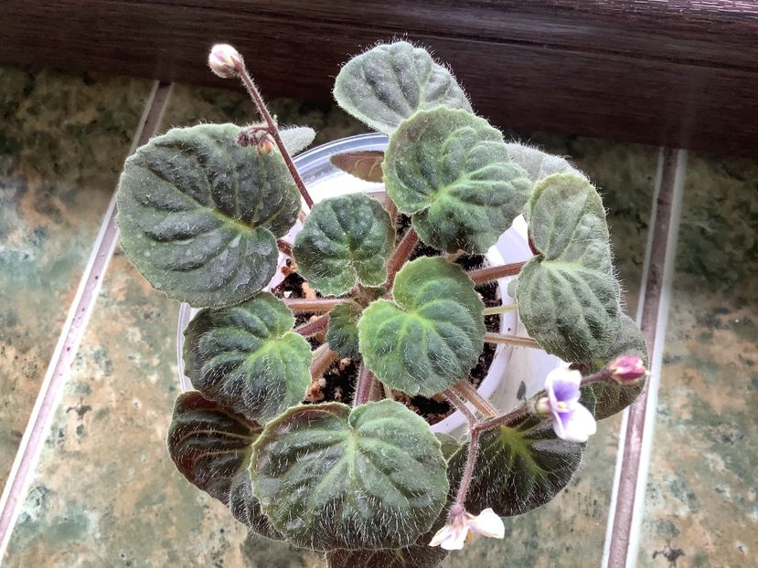  - Saintpaulia ionantha subsp velutina lite