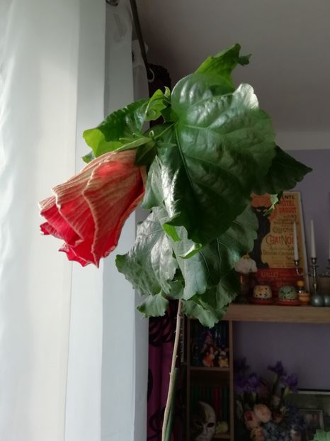 29.07.2019 dimineața - TIHY X CLASSICAL DANCER